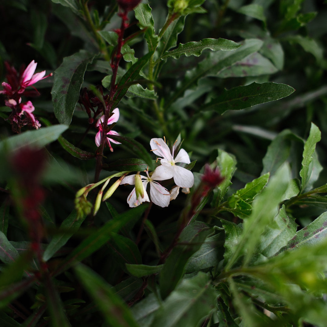 Gaura (4.5")