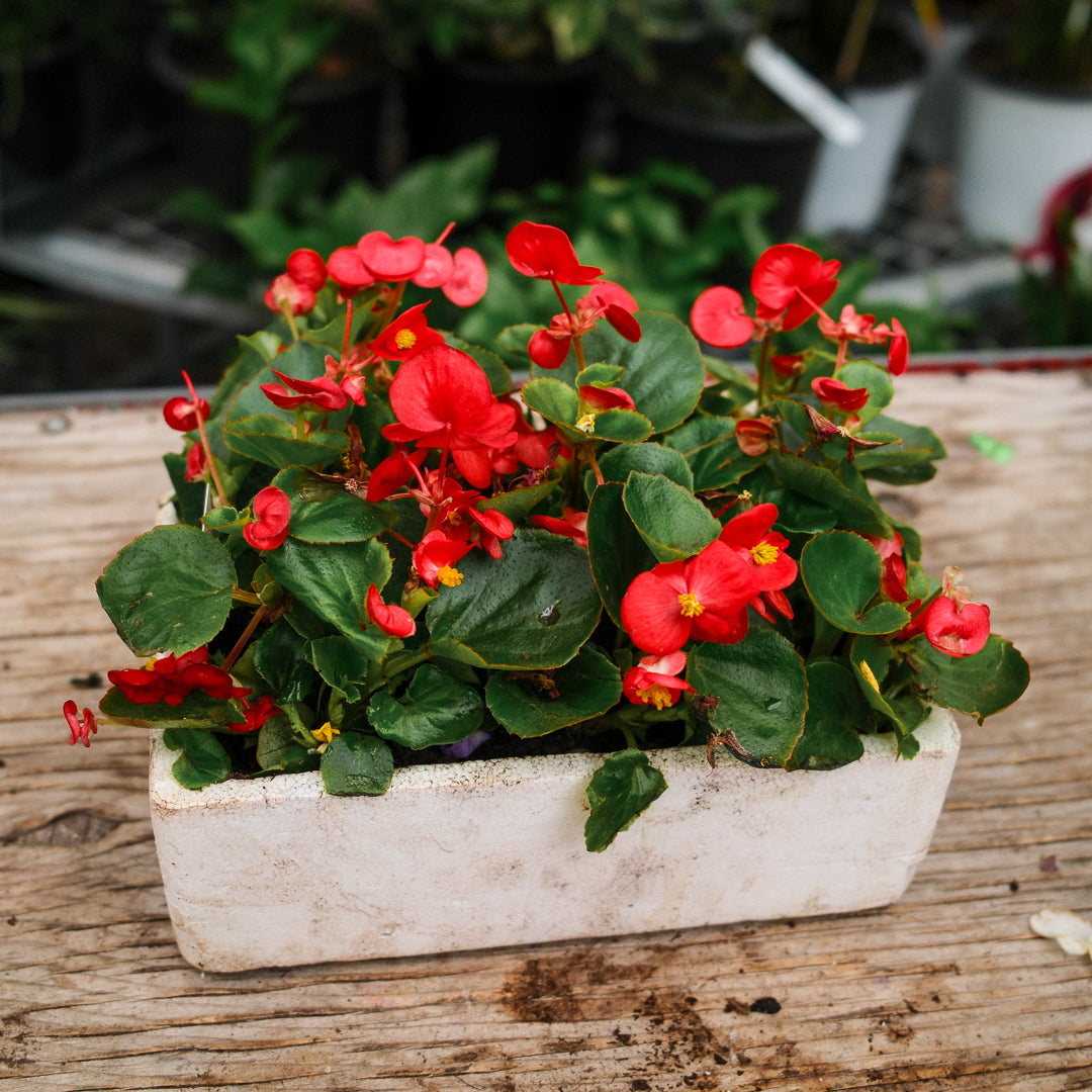 Wax Begonias (Semperflorens) – Tray of 9