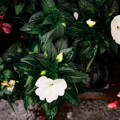New Guinea Impatiens (4.5")