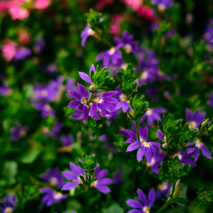 Scaevola (4.5")