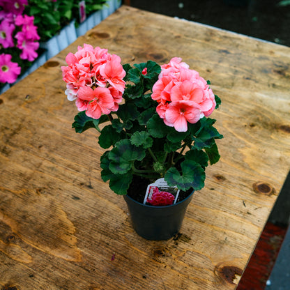 Geranium (4,5")
