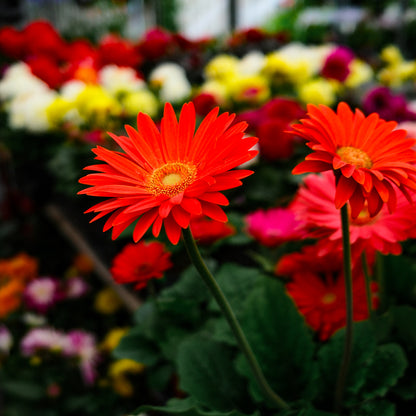 Gerbera (4.5")