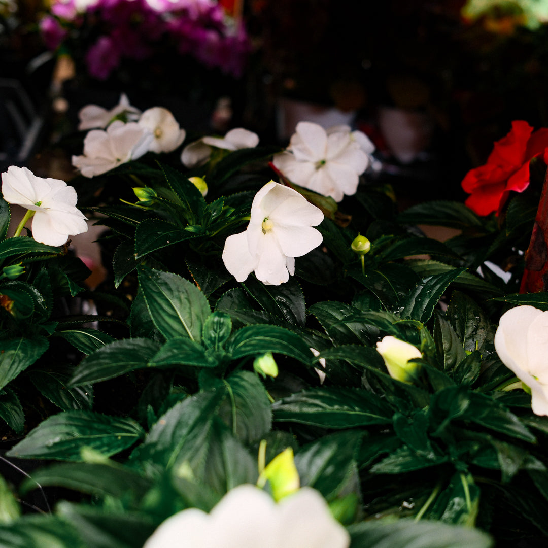 New Guinea Impatiens (4.5")