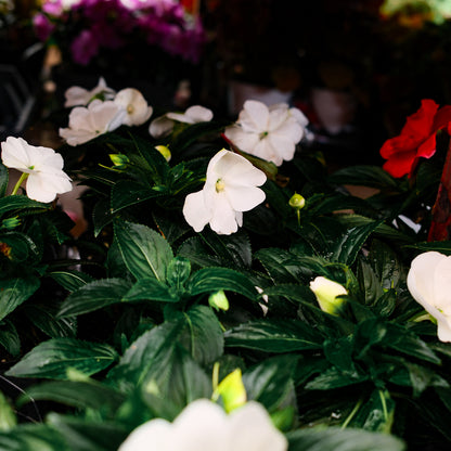 New Guinea Impatiens (4.5")