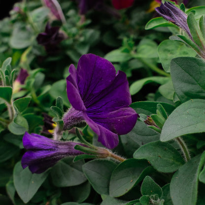 Trailing Petunia (4,5")