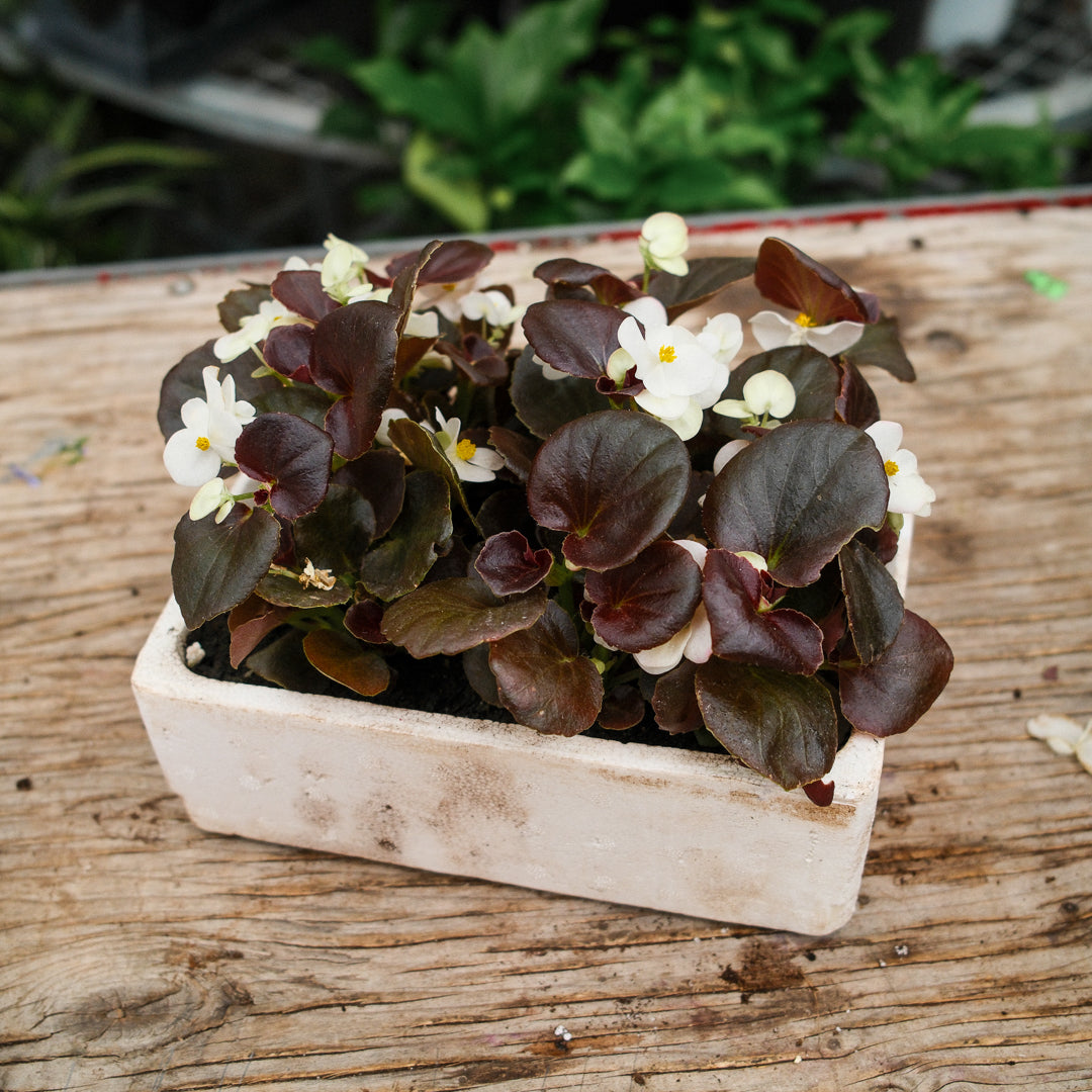 Wax Begonias (Semperflorens) – Tray of 9