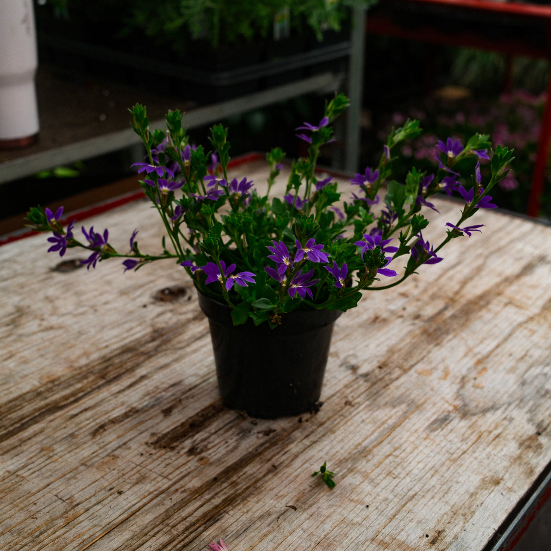 Scaevola (4.5")
