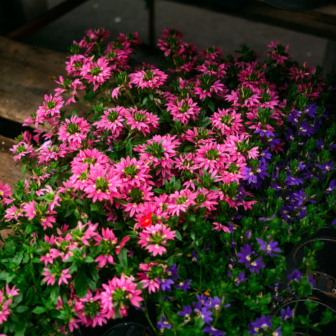 Scaevola (4.5")