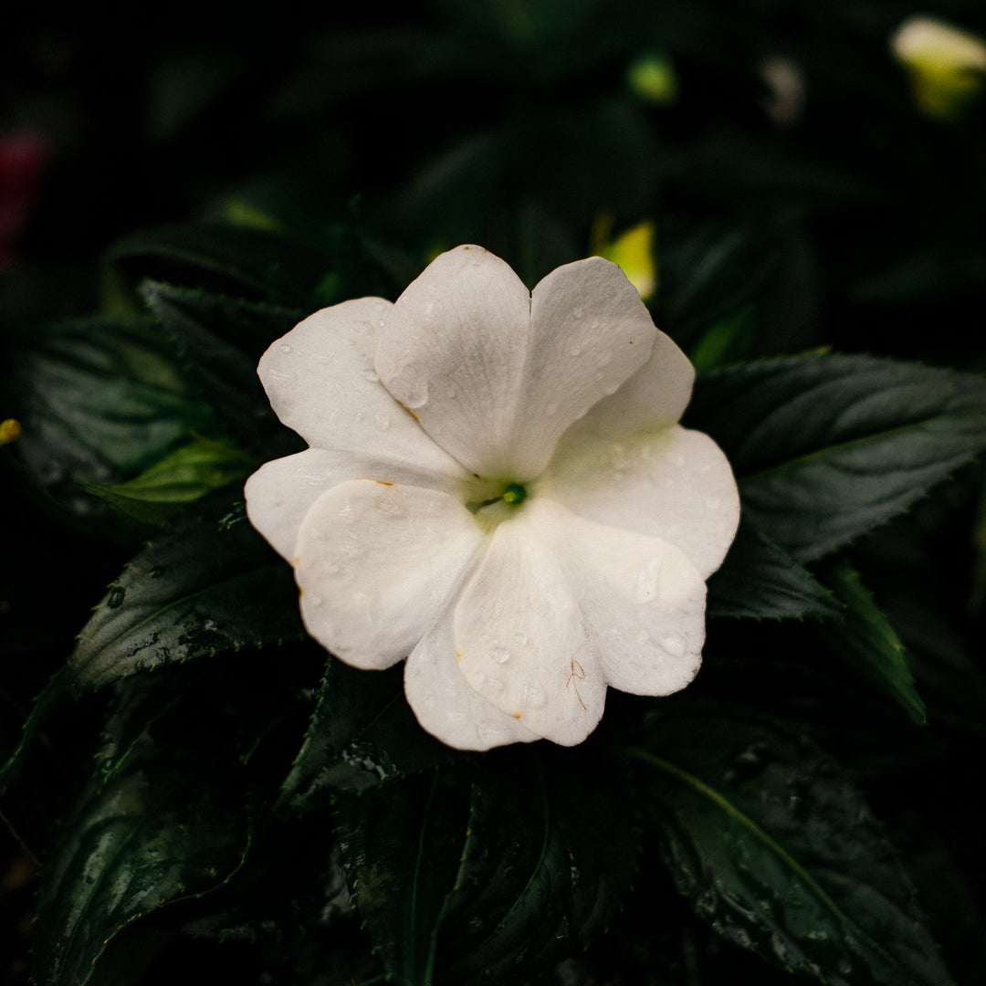 New Guinea Impatiens (4.5")
