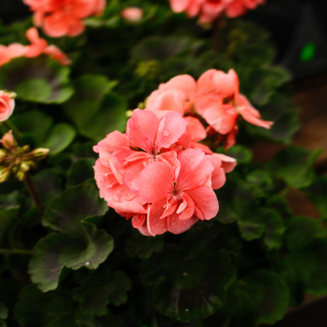 Geranium (4,5")