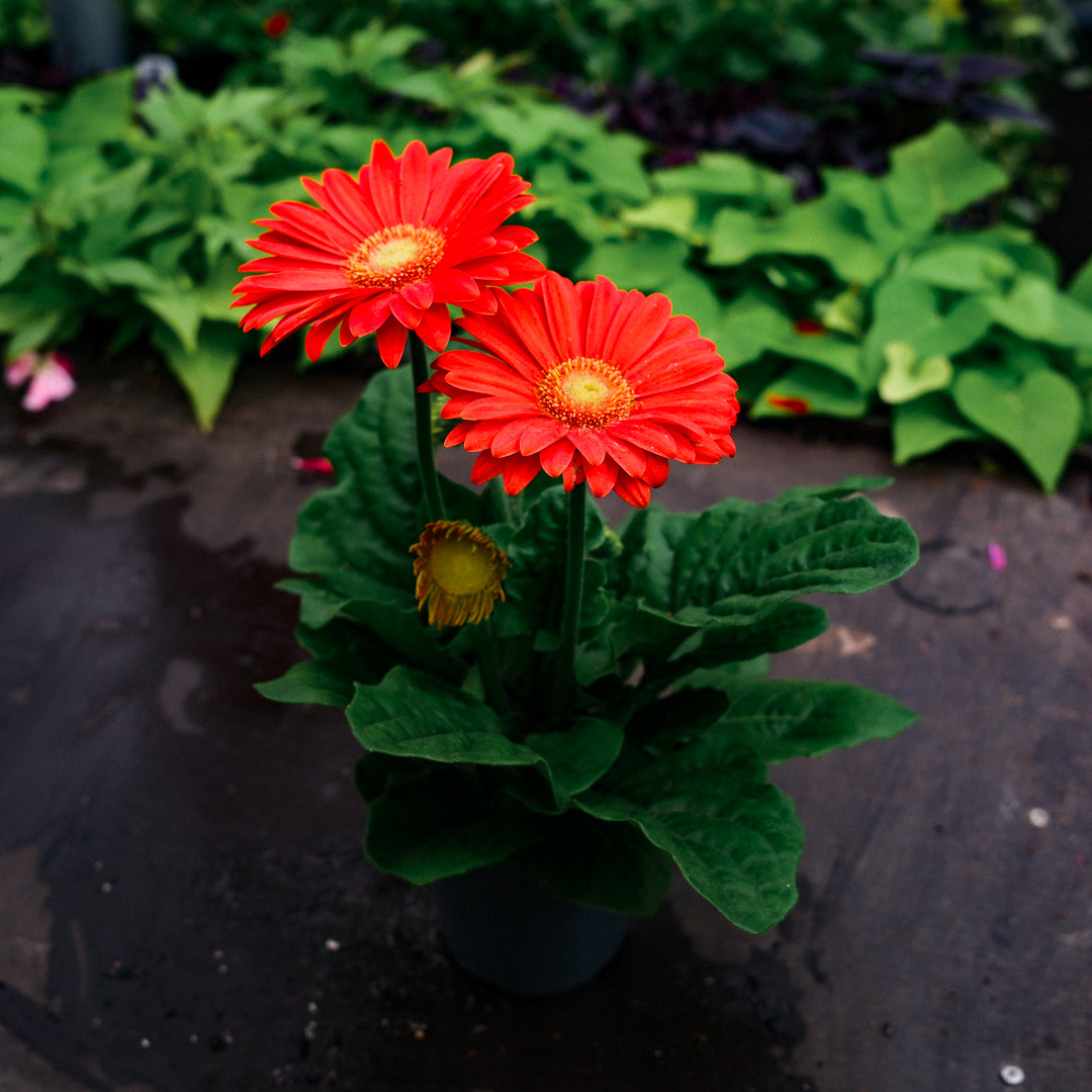 Gerbera (4.5")