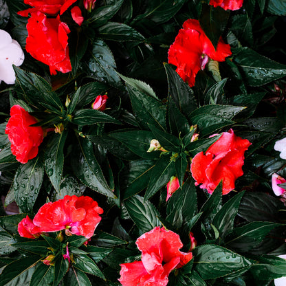 New Guinea Impatiens (4.5")