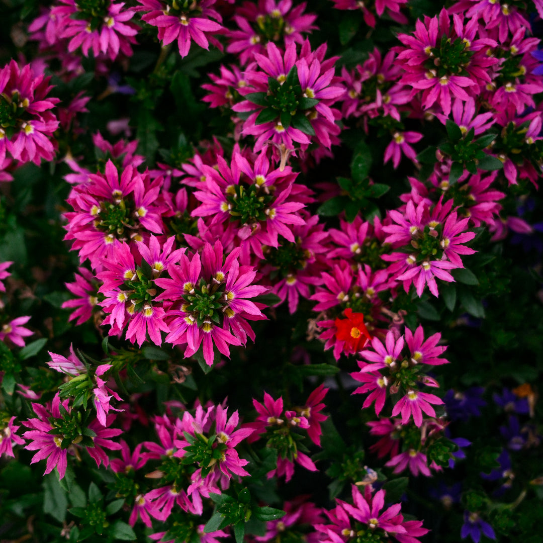 Scaevola (4.5")
