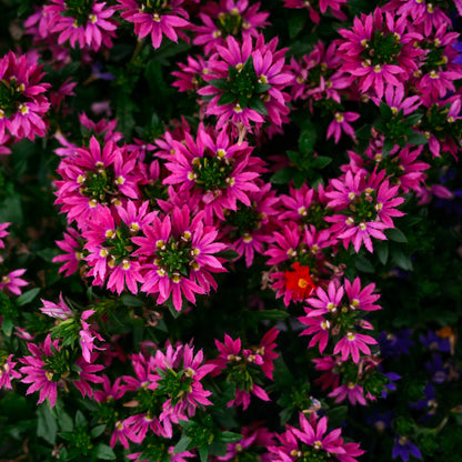 Scaevola (4.5")