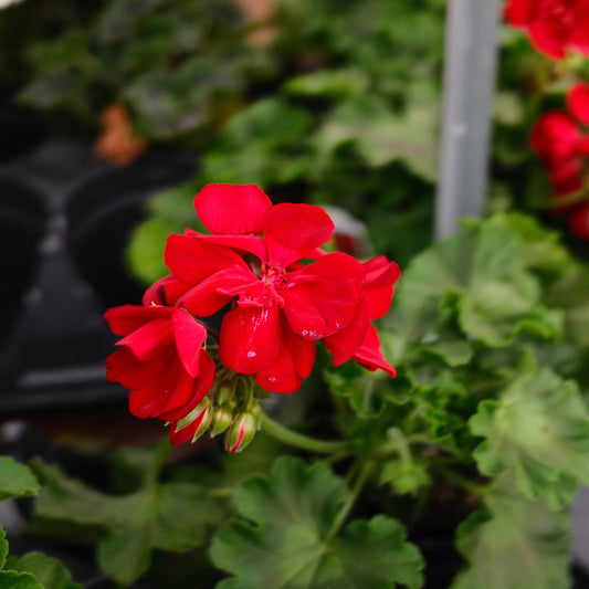 Geranium (4.5") 