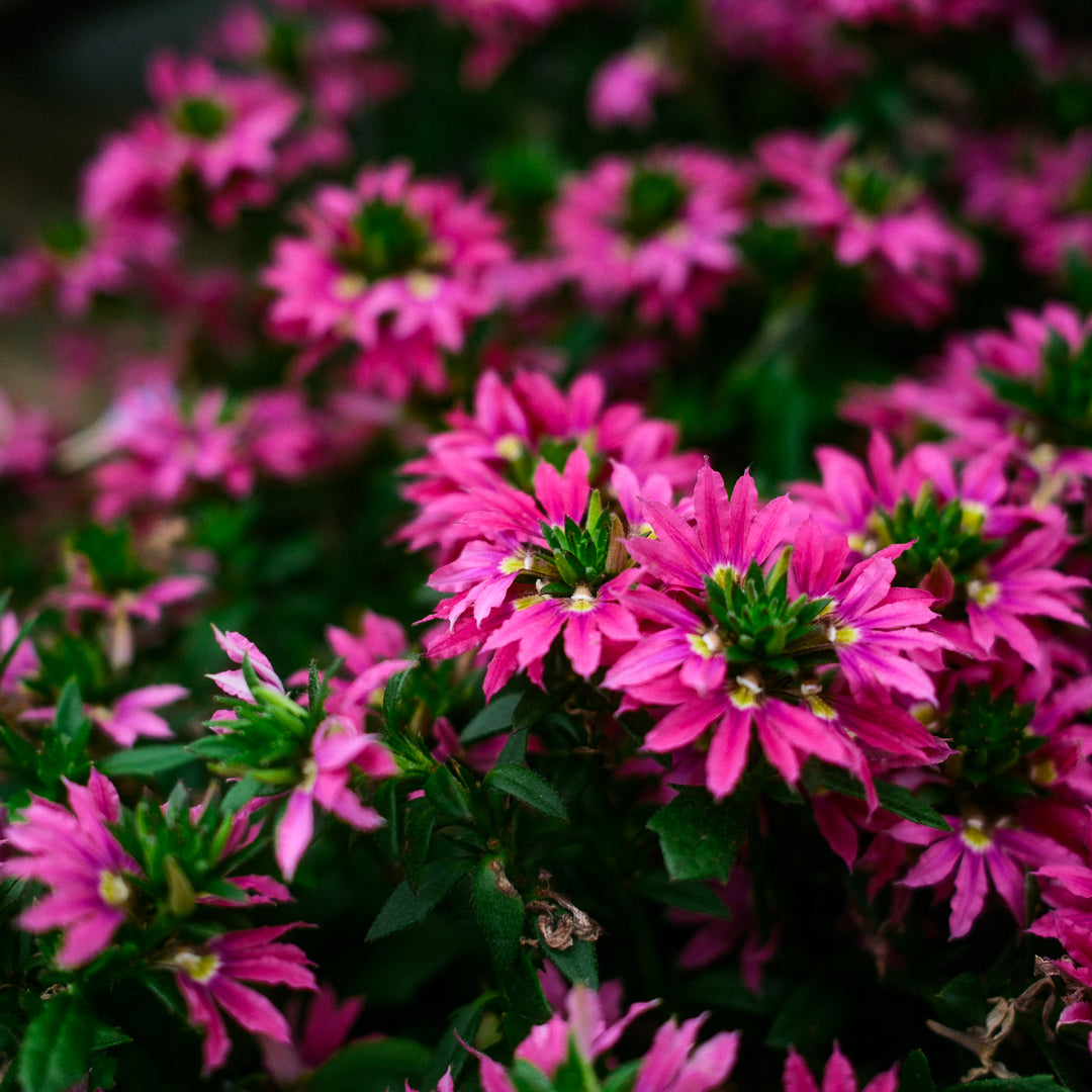 Scaevola (4.5")