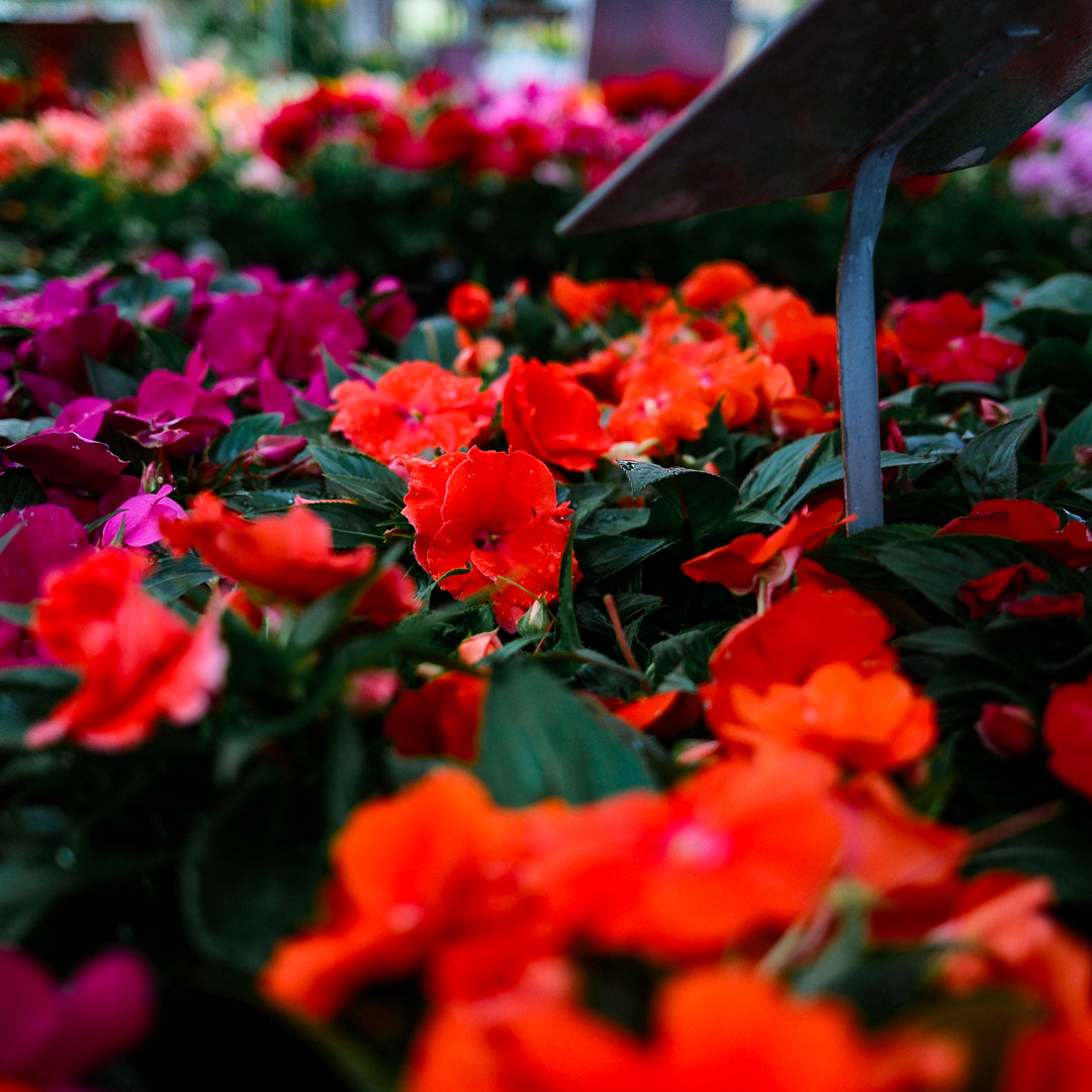 New Guinea Impatiens (4.5")