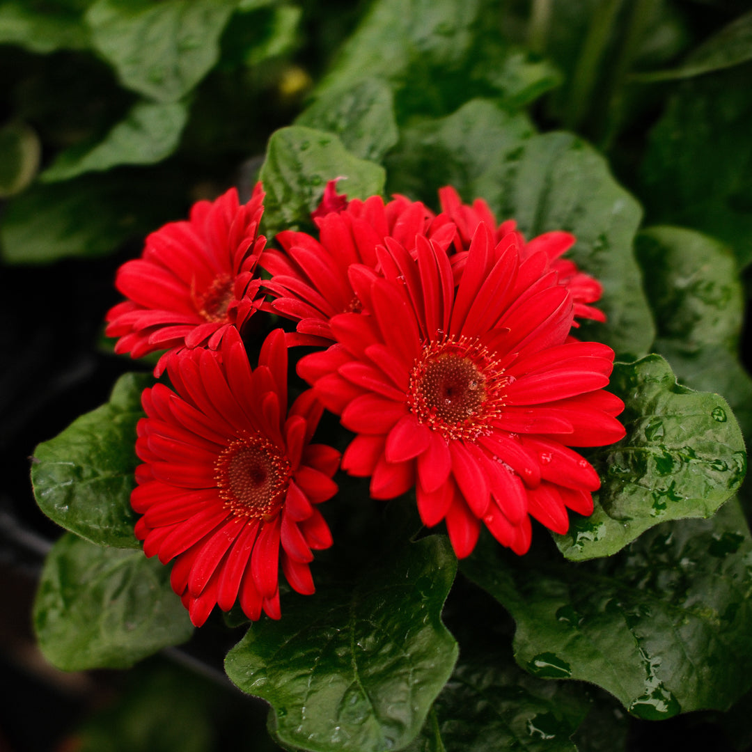 Gerbera (4.5")