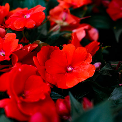 New Guinea Impatiens (4.5")