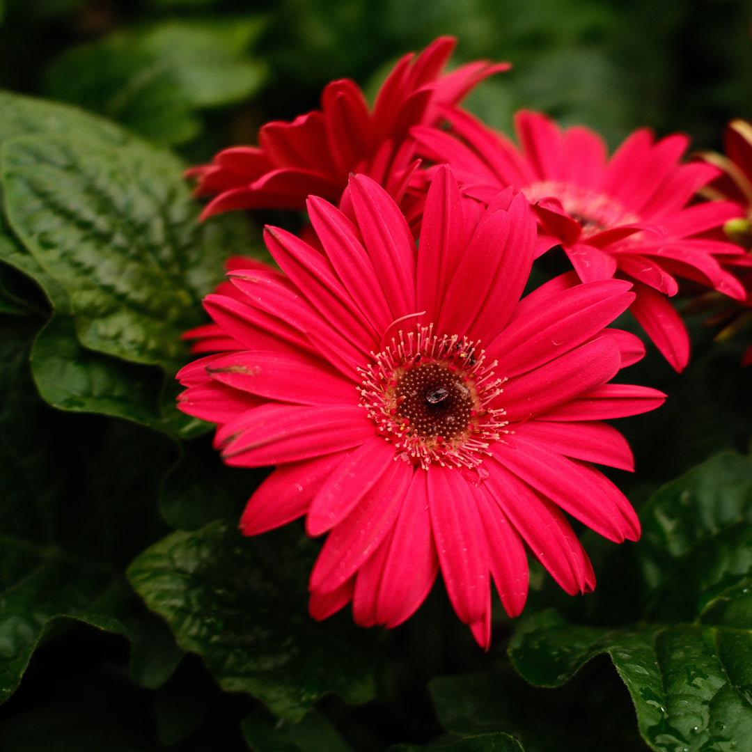 Gerbera (4.5")