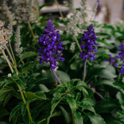 Salvia farinacea (4,5")