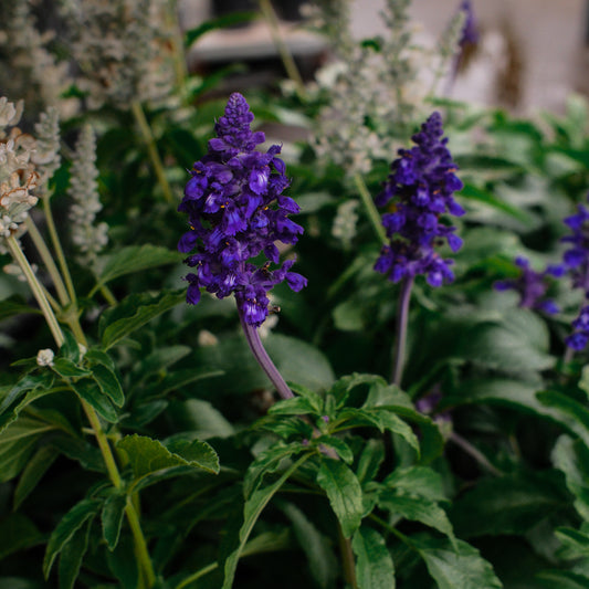 Salvia farinacea (4,5")
