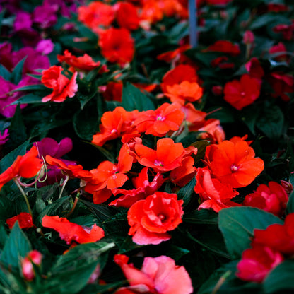 New Guinea Impatiens (4.5")