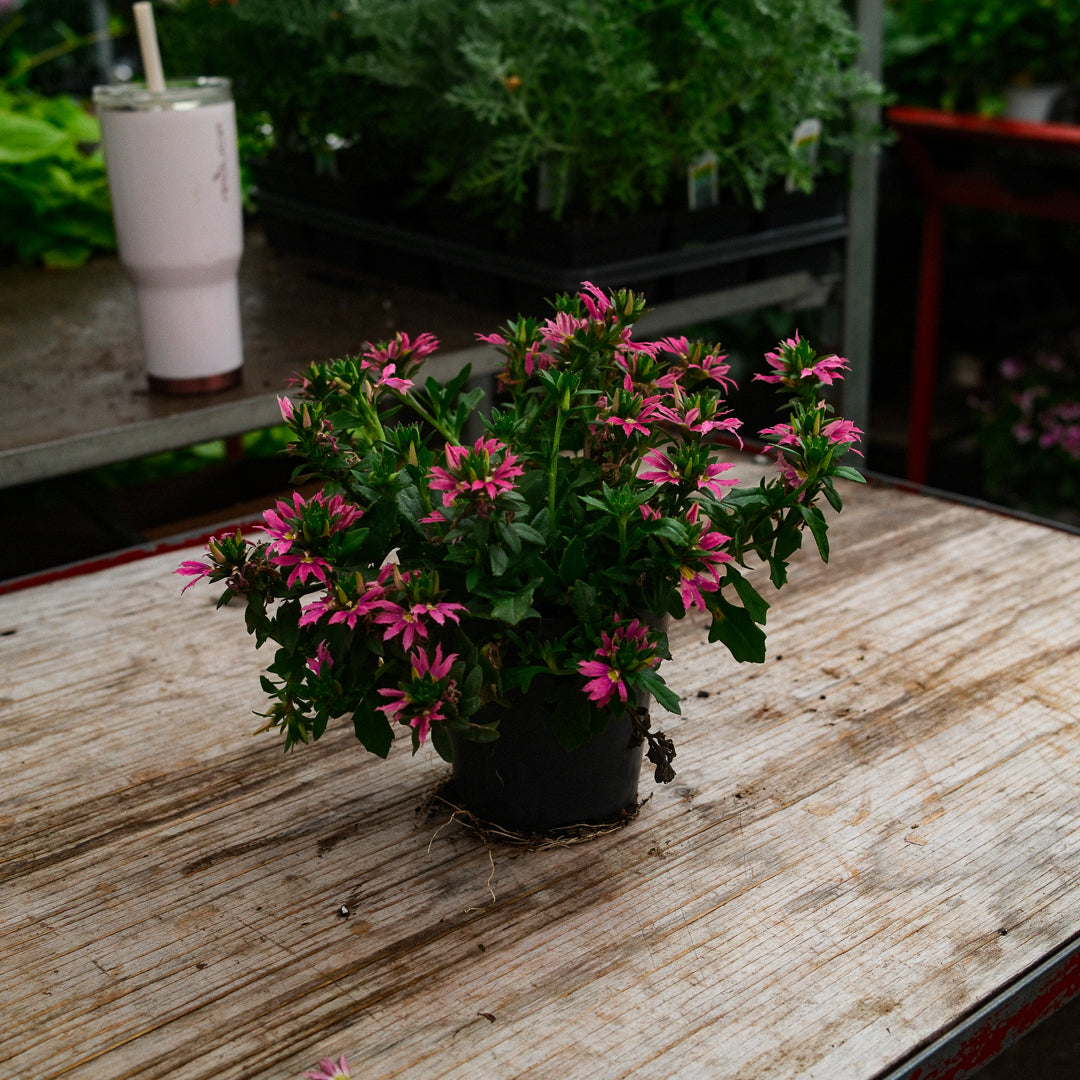Scaevola (4.5")
