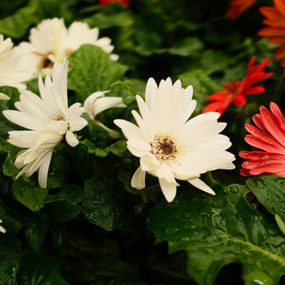 Gerbera (4.5")
