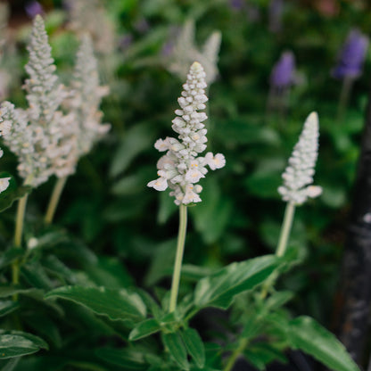 Salvia farinacea (4,5")