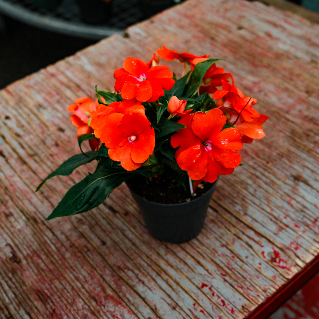 New Guinea Impatiens (4.5")
