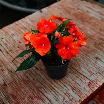 New Guinea Impatiens (4.5")