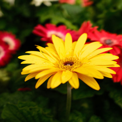Gerbera (4.5")
