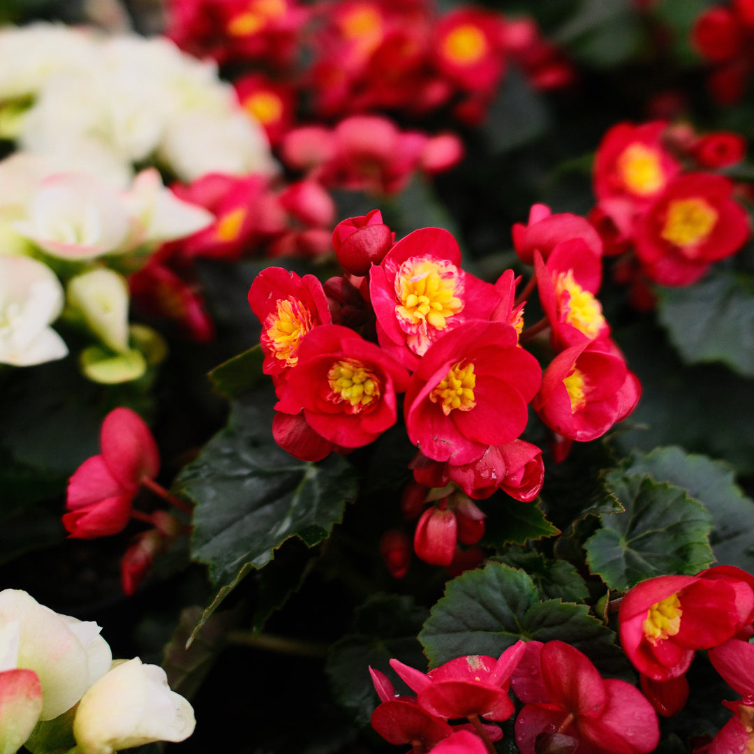 Begonia Reiger (4.5")