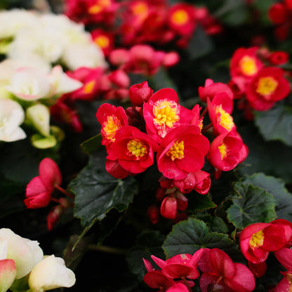 Begonia Reiger (4.5")