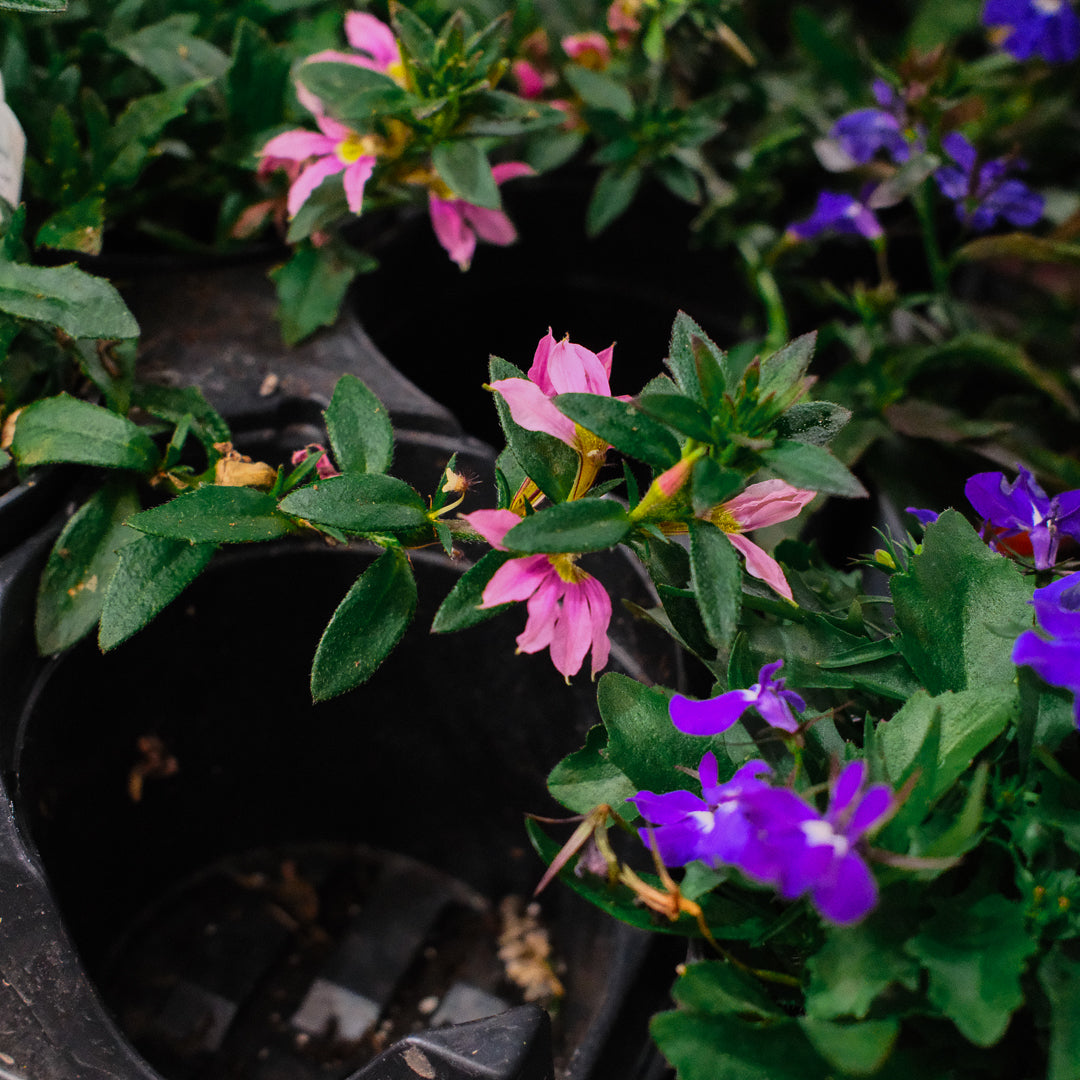 Scaevola (4,5")