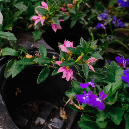 Scaevola (4,5")