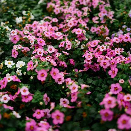 Bacopa (4.5") 