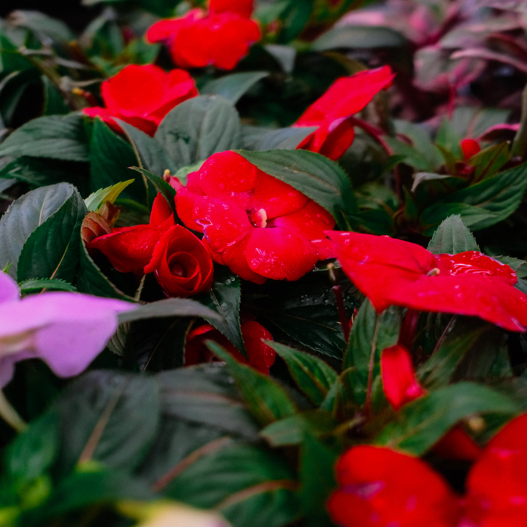 New Guinea Impatiens (4.5")