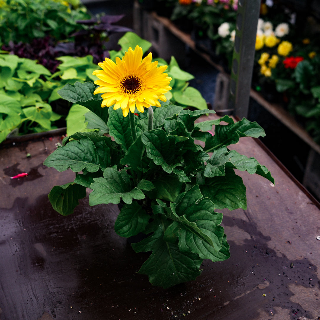 Gerbera (4.5")