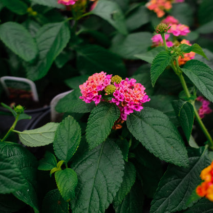 Lantana (4.5")