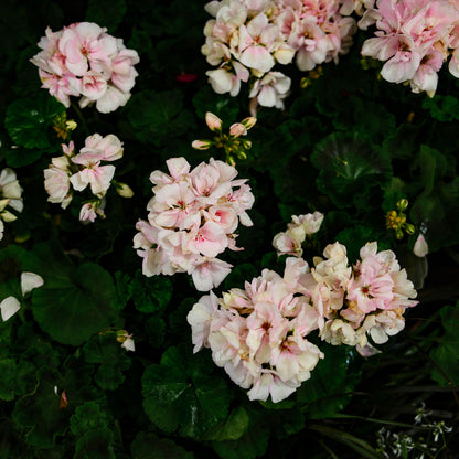 Geranium (4,5")