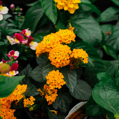 Lantana (4.5")