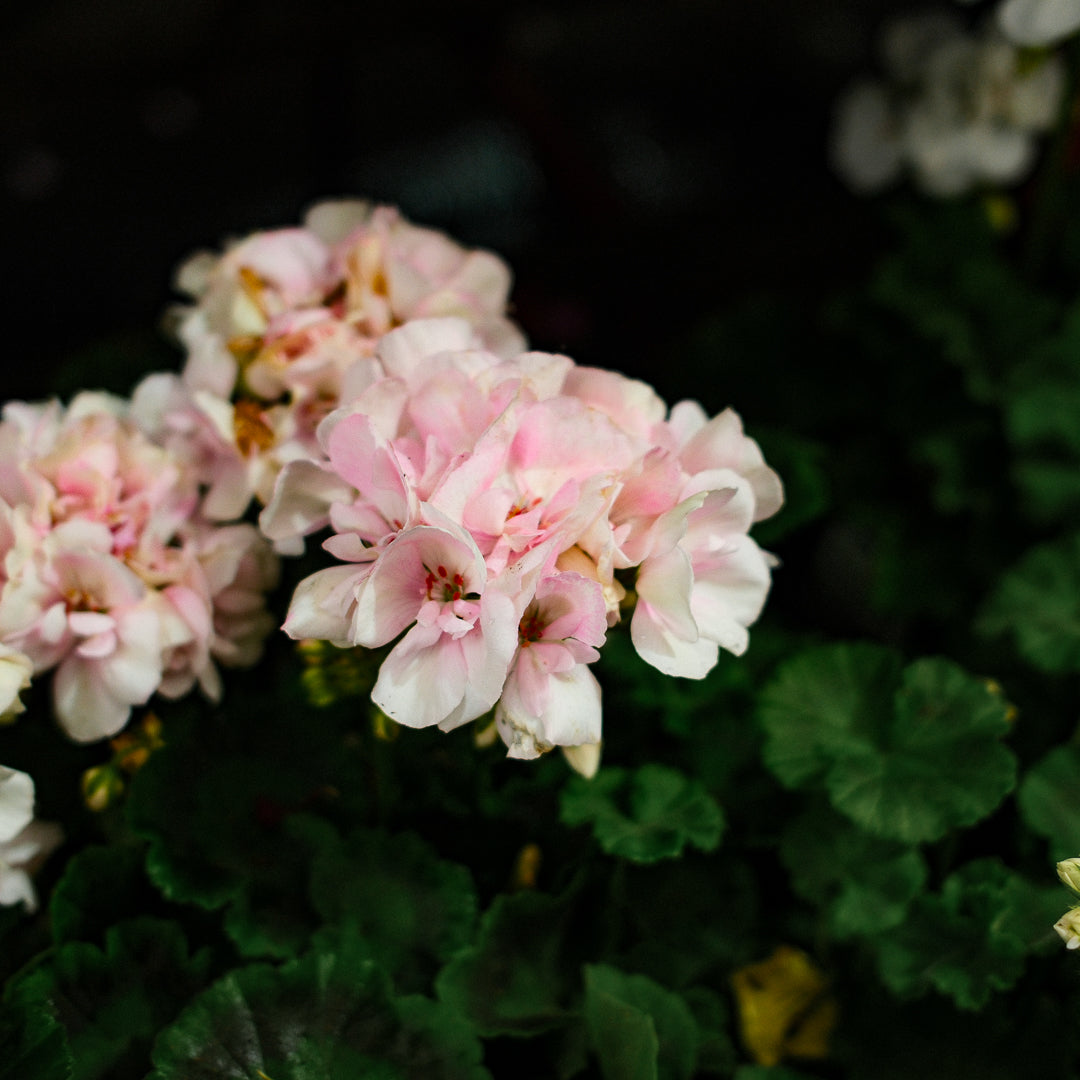Geranium (4,5")
