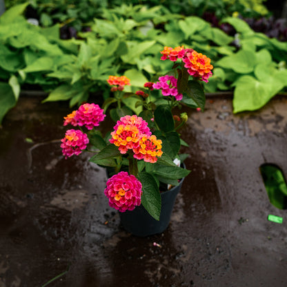 Lantana (4.5")