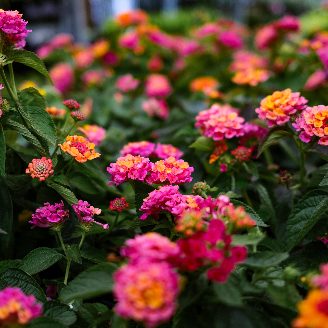 Lantana (4.5")