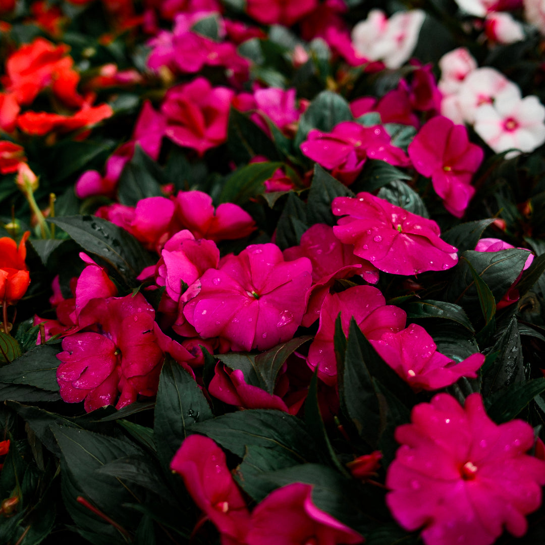 New Guinea Impatiens (4.5")