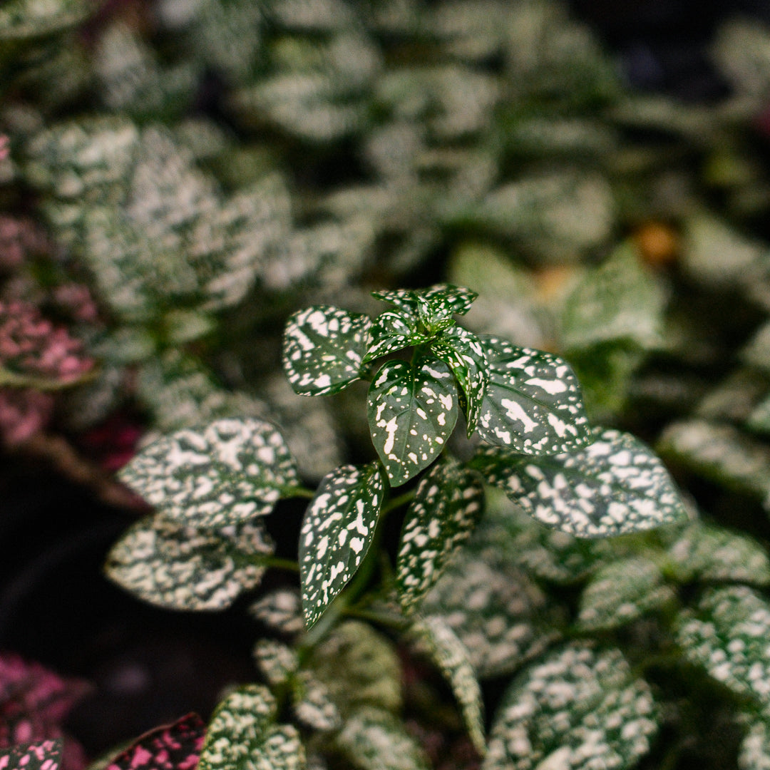 Hypoestes (4,5")