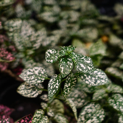 Hypoestes (4,5")