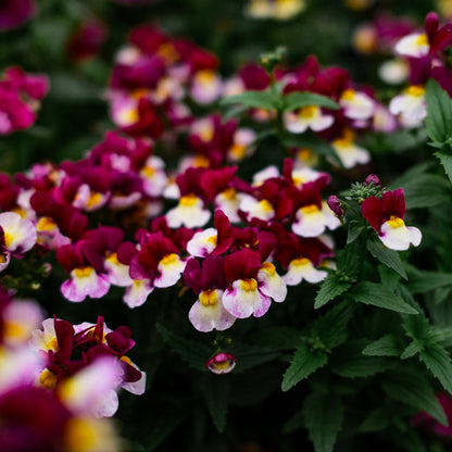 Nemesia (4,5")